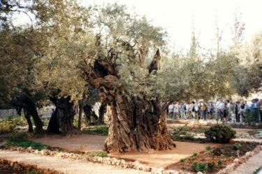 Olive Tree in the Garden of Gethsemane